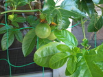 2012-07-10 08.53.00.jpg