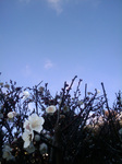sky.jpg