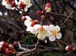 ume01.jpg