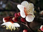 ume02.jpg