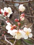 ume04.jpg